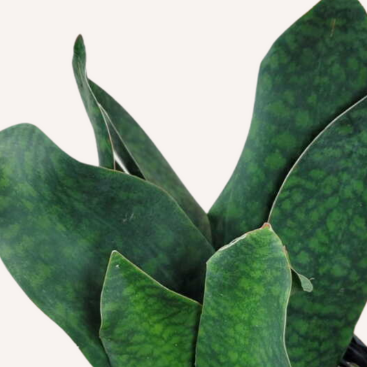 Sansevieria masoniana - Whale Fin Snake Plant