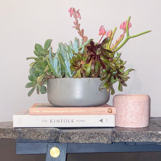 The Flora - Succulent Bowl - Le Botanist
