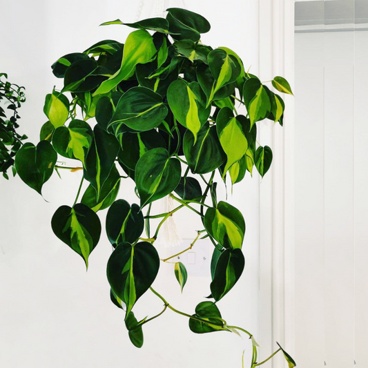 Philodendron hederaceum - Brasil