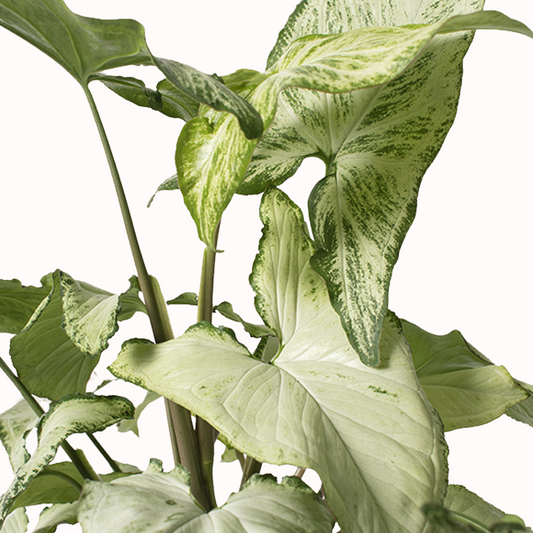 Syngonium podophyllum - White Butterfly