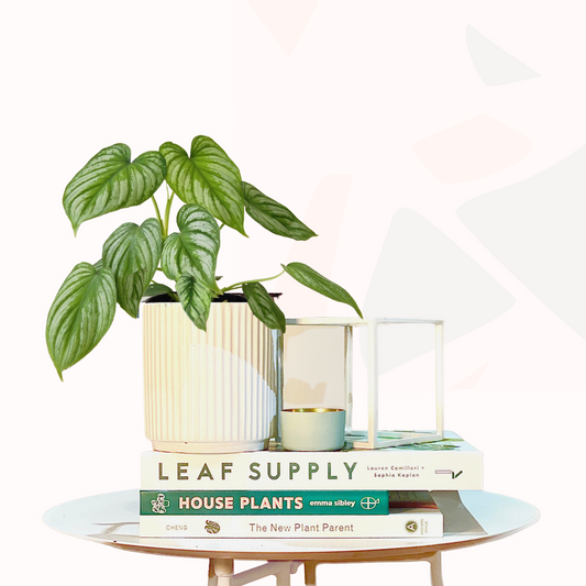 Philodendron mamei - Silver Cloud