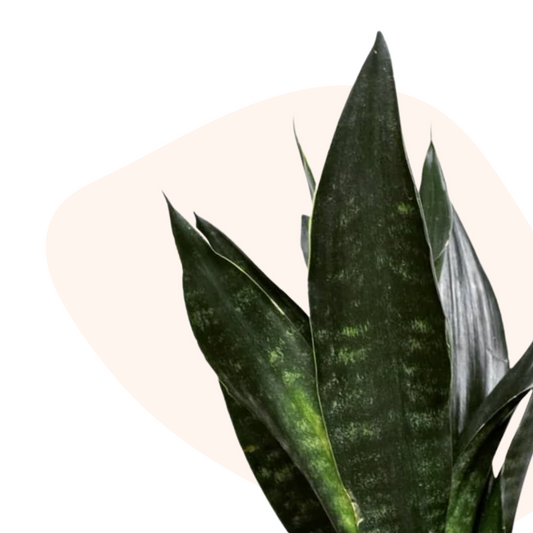 Sansevieria trifasciata - Mother-in-law's tongue (Robusta) - Le Botanist