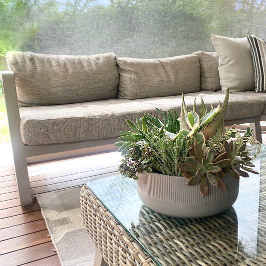 The Frond - Succulent Bowl - Le Botanist