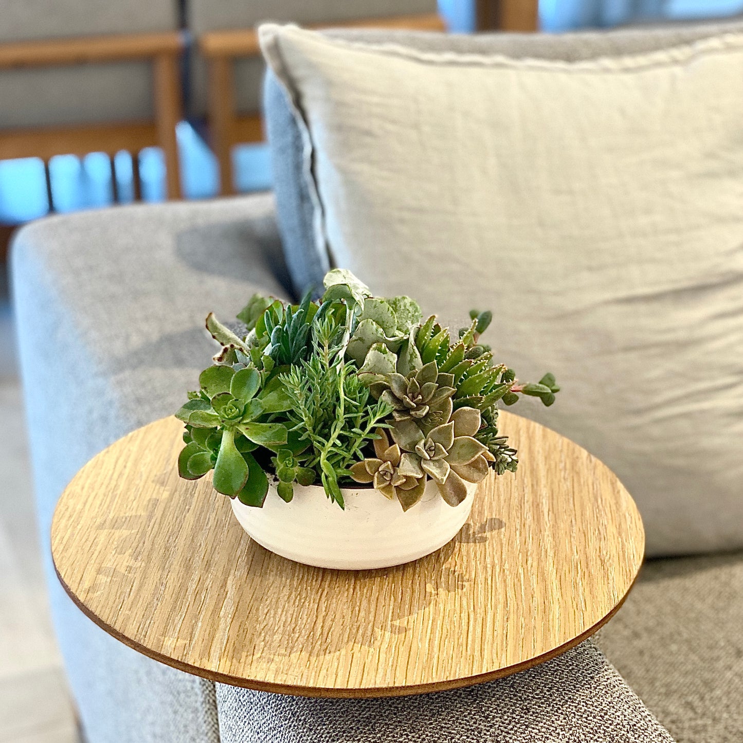 The Little Leaf - Succulent Bowl - Le Botanist