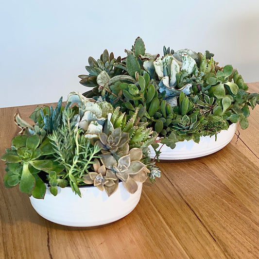 The Little Leaf - Succulent Bowl - Le Botanist