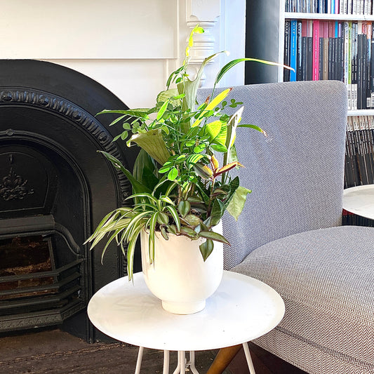 The Cluster - Indoor Greenery Arrangement - Le Botanist