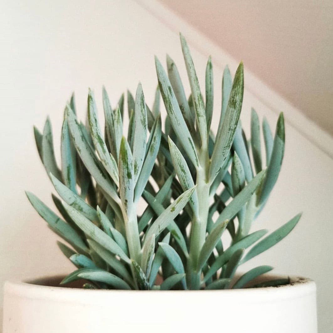 Senecio serpens - Blue Chalksticks - Le Botanist