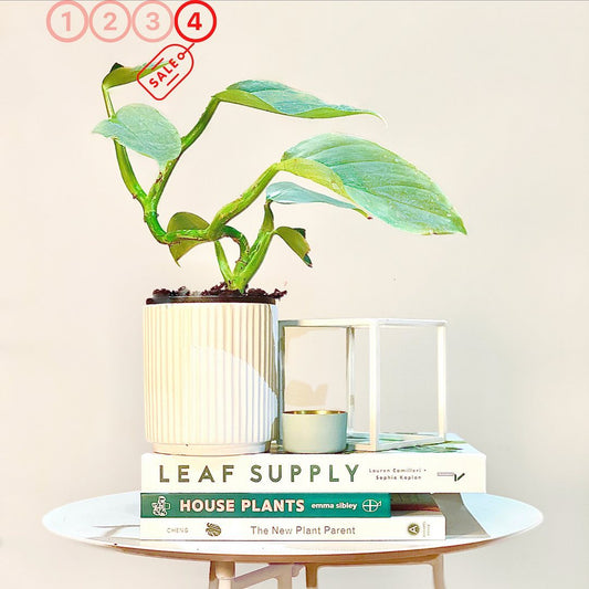 Another Philodendron drop today, but...