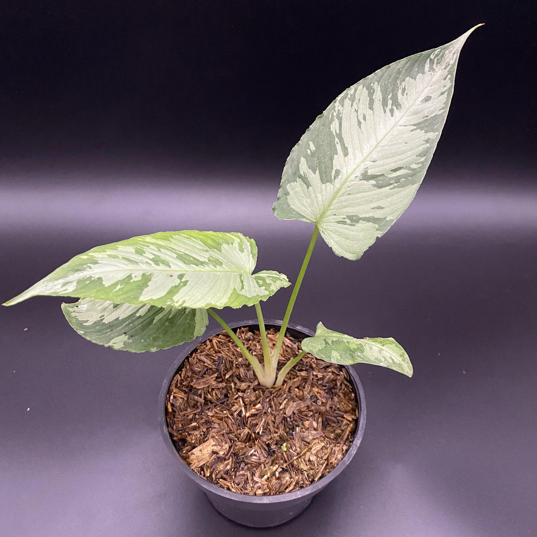 Adelonema wallisii