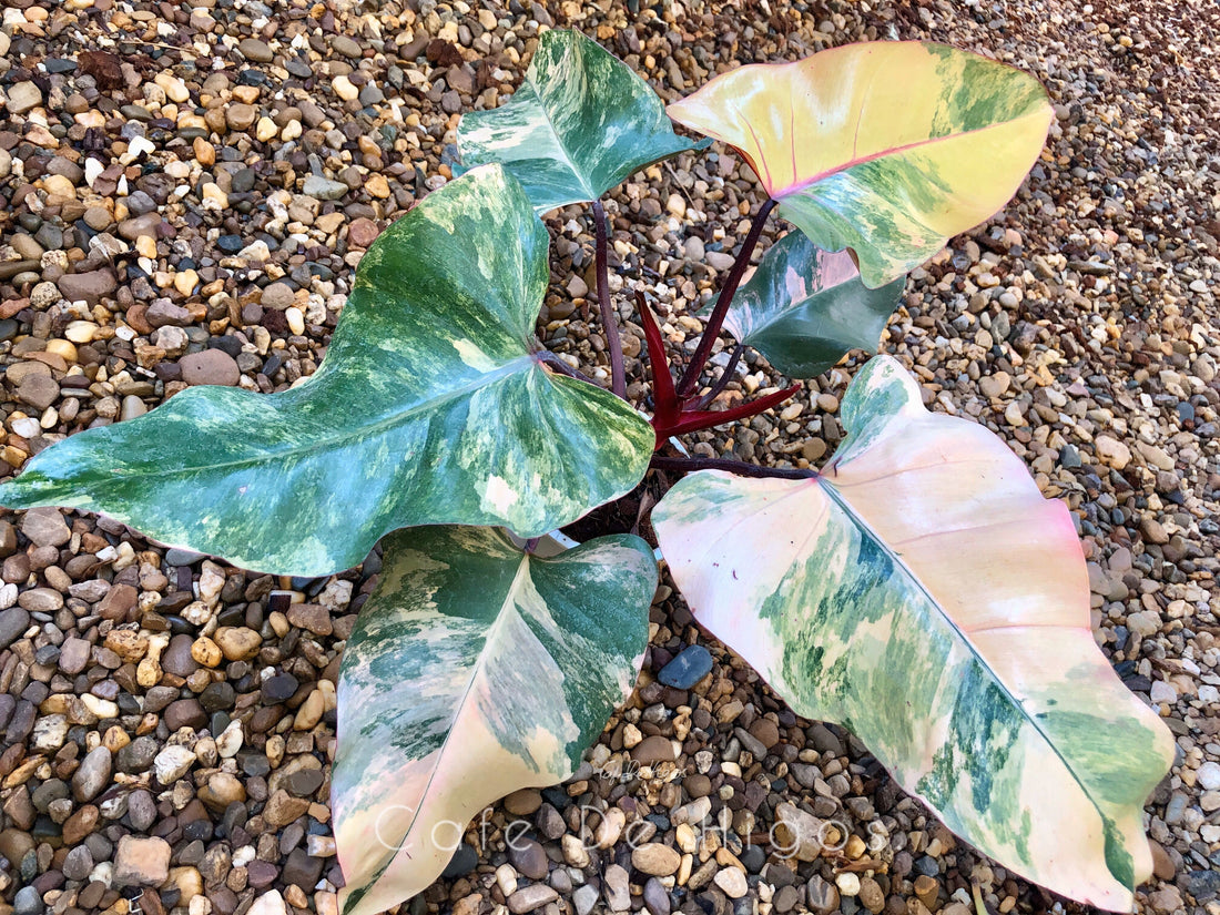 How can I make money by growing Philodendron Strawberry shake?