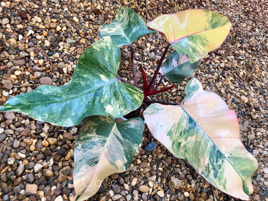 How can I make money by growing Philodendron Strawberry shake?