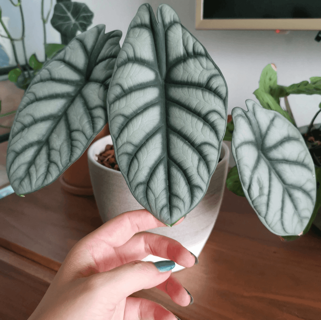 Alocasia baginda