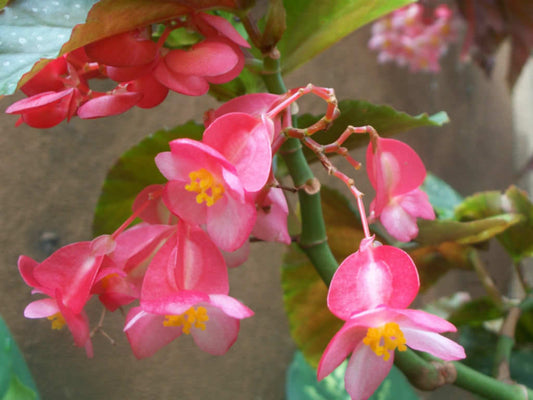 Angel Wing Begonia (Begonia x corallina)