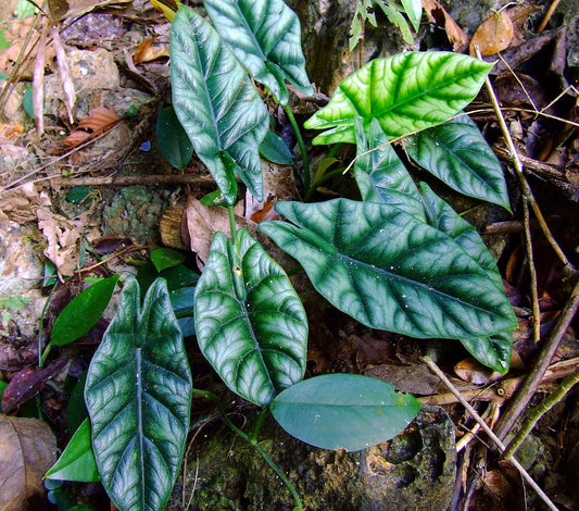 Alocasia sinuata