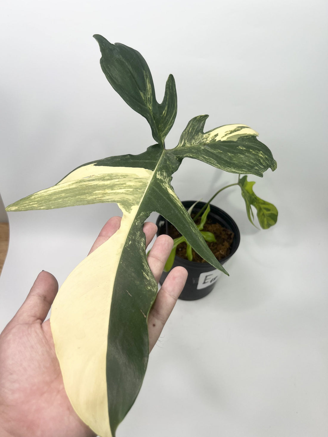 How can I make my Philodendron Florida Beauty more variegated?