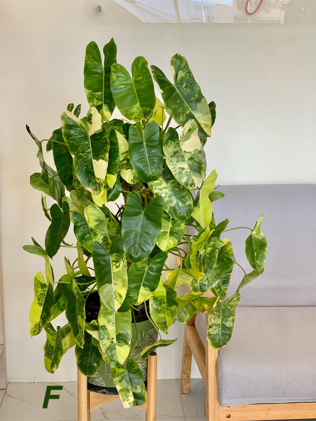 How can I make my Philodendron Burle Marxx variegated more variegated?