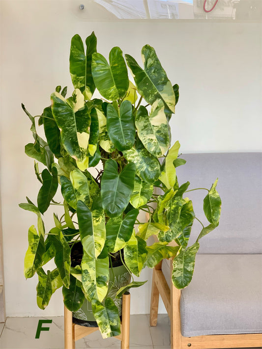 How can I make my Philodendron Burle Marxx variegated more variegated?