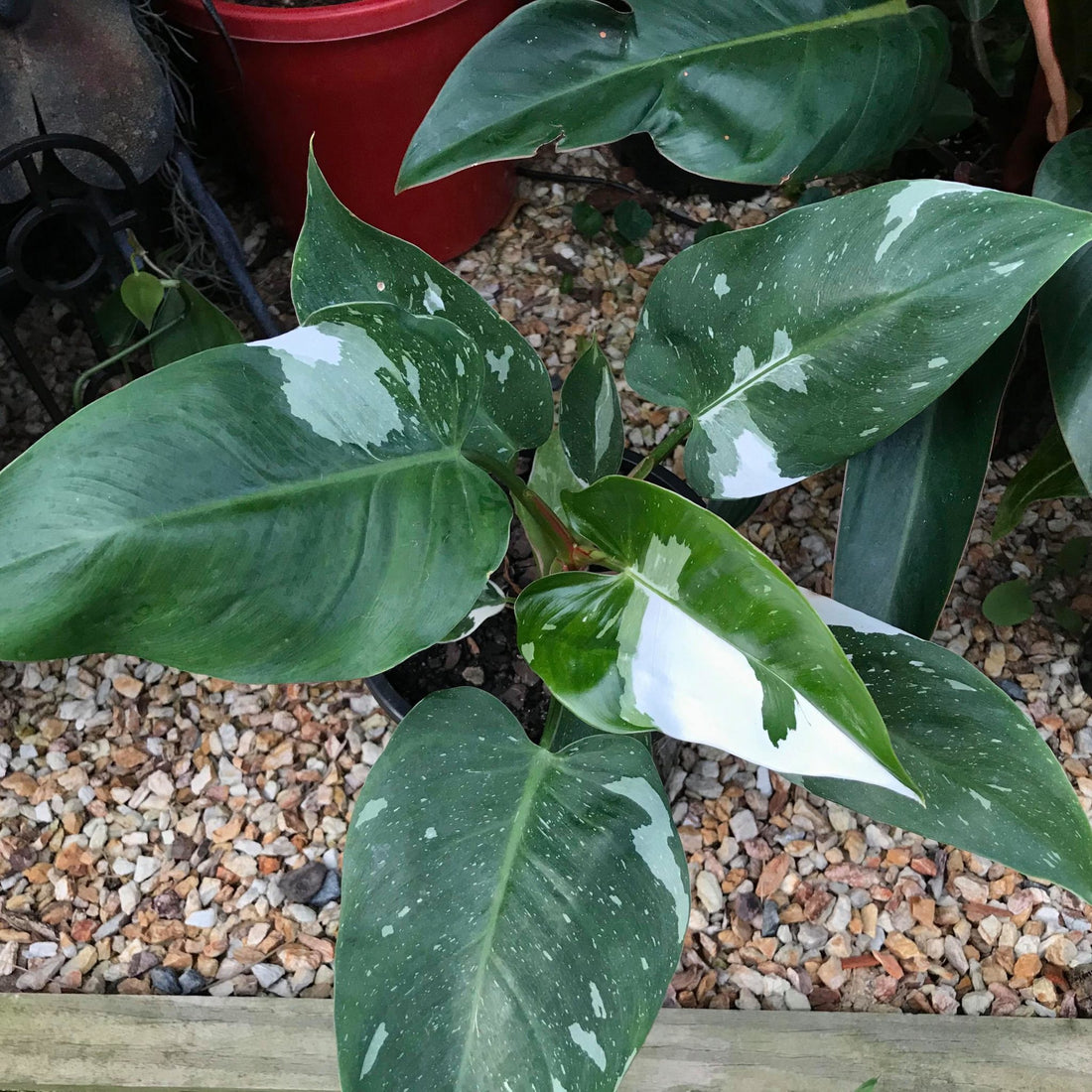 How can I make my Philodendron white knight more variegated?