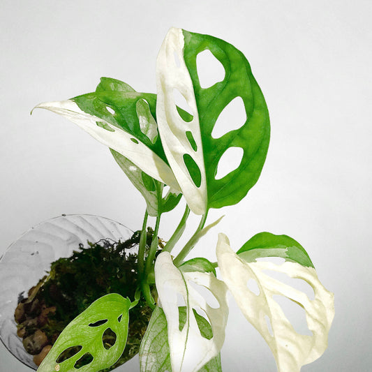 Why are Variegated Monstera adansonii so expensive but worth it?