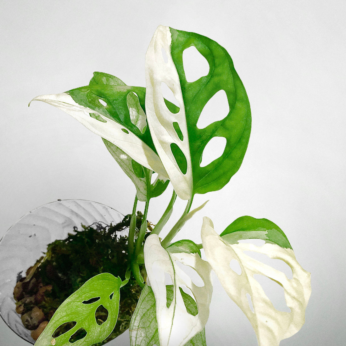 How can I make my Variegated Monstera adansonii more white?