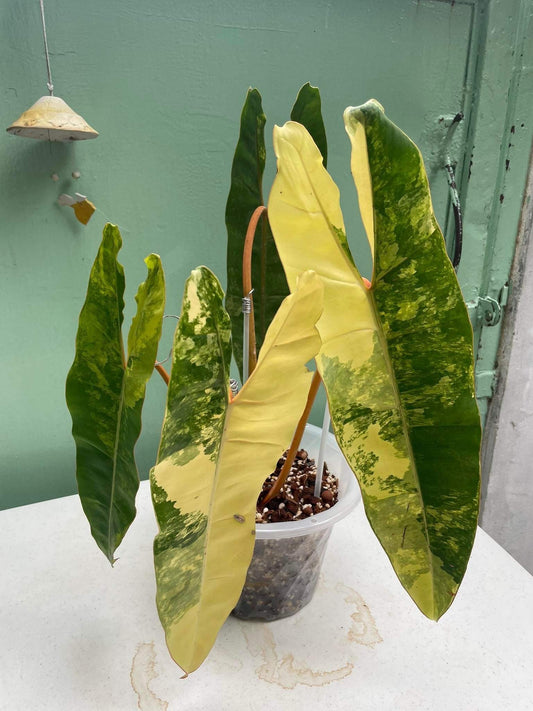 Why are Philodendron billietiae variageted so expensive but worth it?