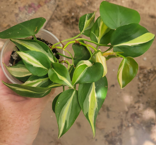 How can I make money by growing Philodendron cream splash?