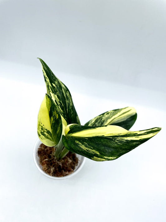 How can I make money by growing Monstera standleyana aurea?
