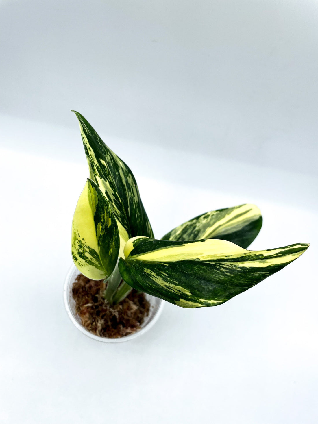 How can I make my Monstera standleyana aurea more variegated?