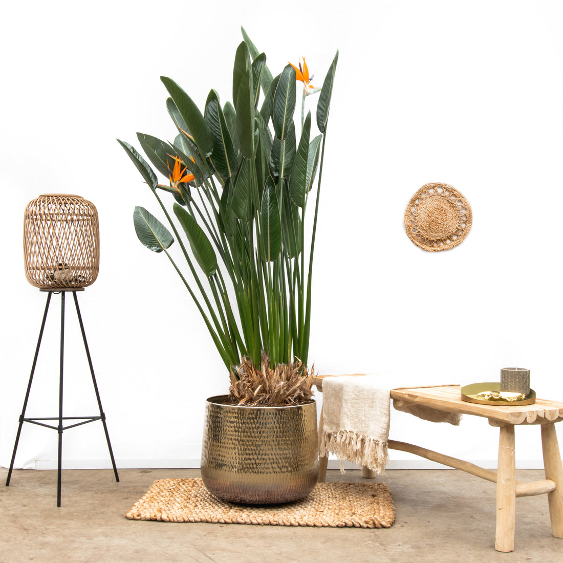 How to care for Strezlitzia reginae - Bird of Paradise