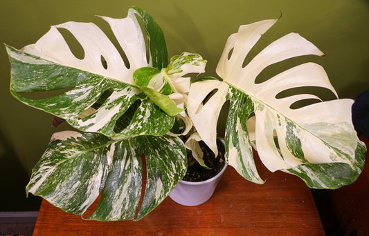 How can I make my Monstera Albo Borsigiana more variegated?