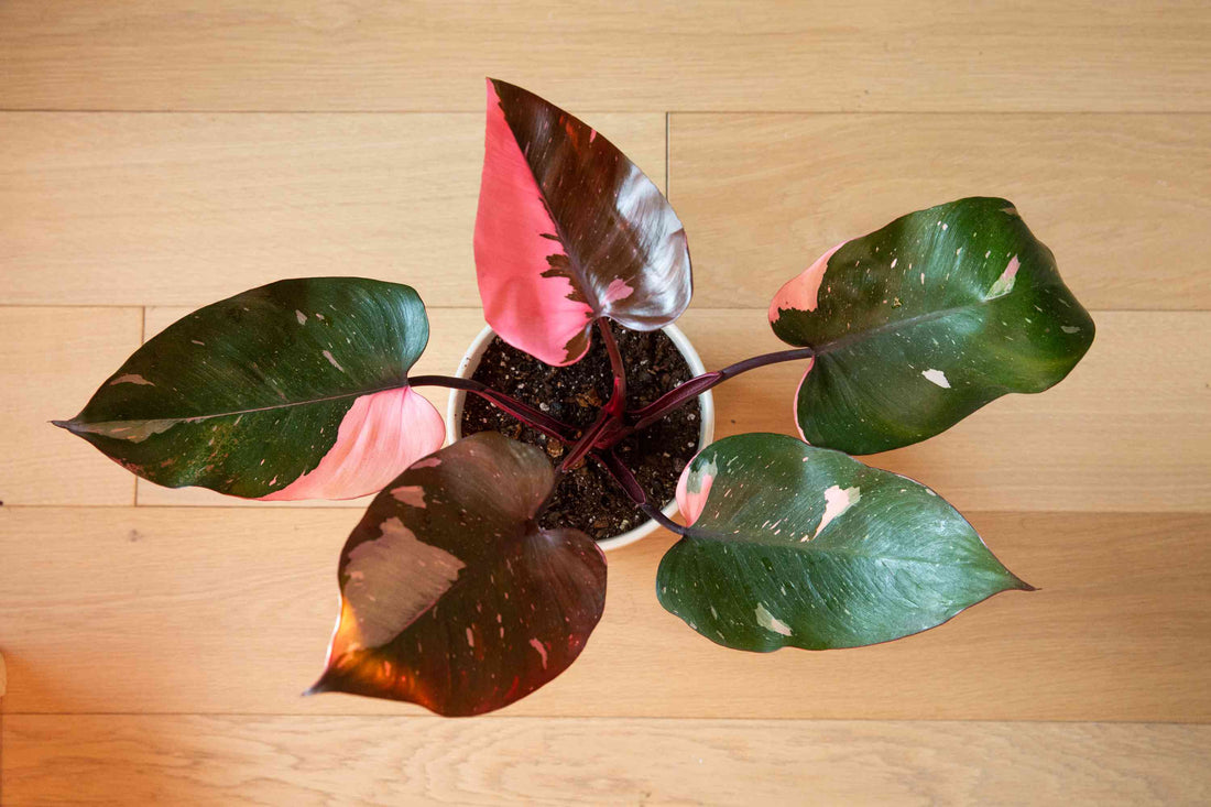 How can I make money by growing Philodendron Pink Princess?