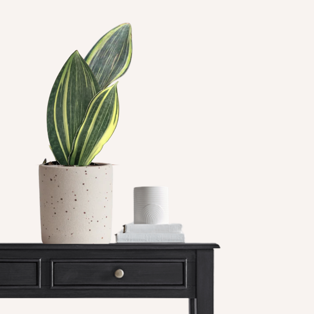 Sansevieria masoniana - Variegated Whale Fin Snake Plant