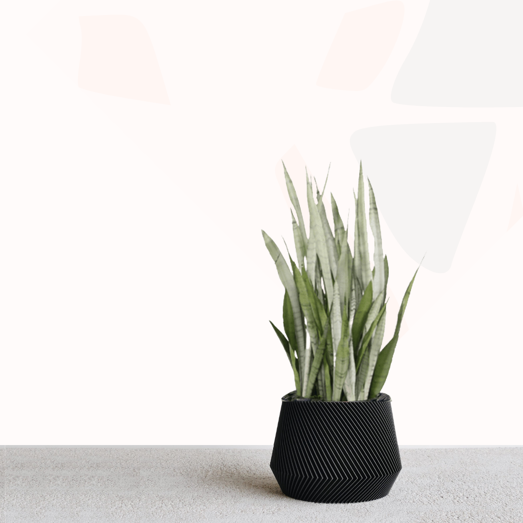 Sansevieria trifasciata 'Silver Queen' - Mother-in-law's tongue