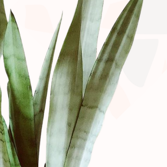 Sansevieria trifasciata 'Silver Queen' - Mother-in-law's tongue