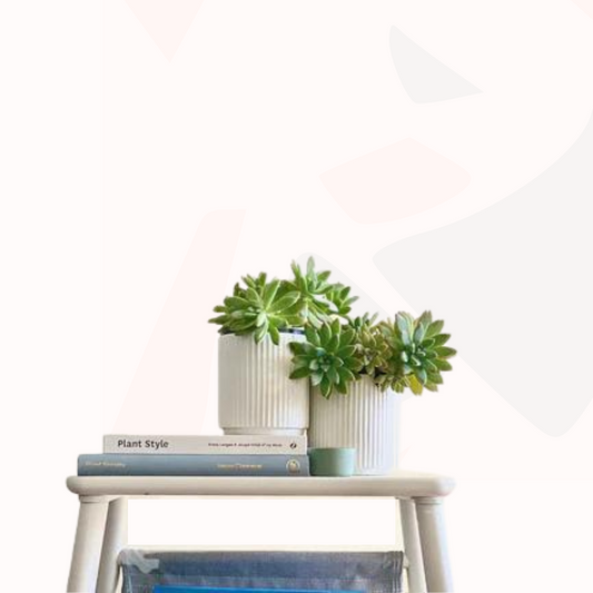 Sedum adolphii - Carnicolor.