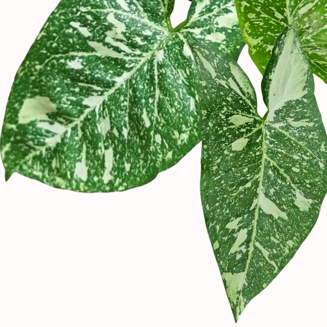 Syngonium podophylium - Panda.