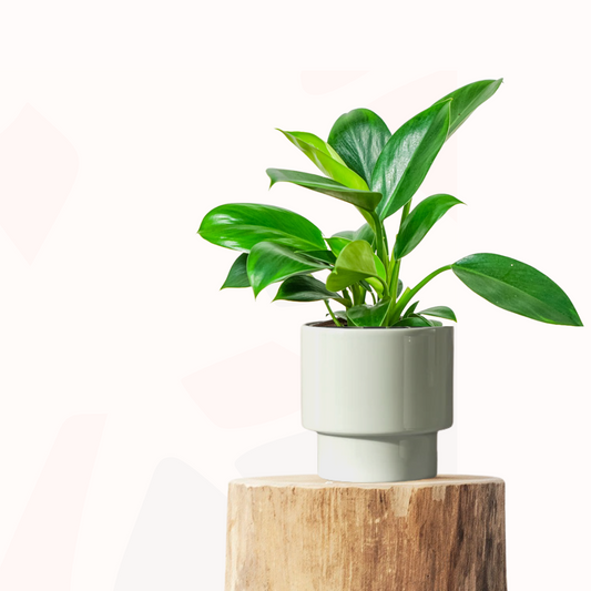 Philodendron selloum - Green Princess