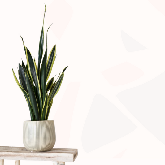 Sansevieria trifasciata 'Black Gold' - Mother-in-law's tongue