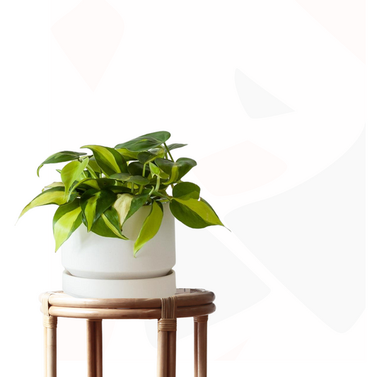 Philodendron hederaceum - Brasil