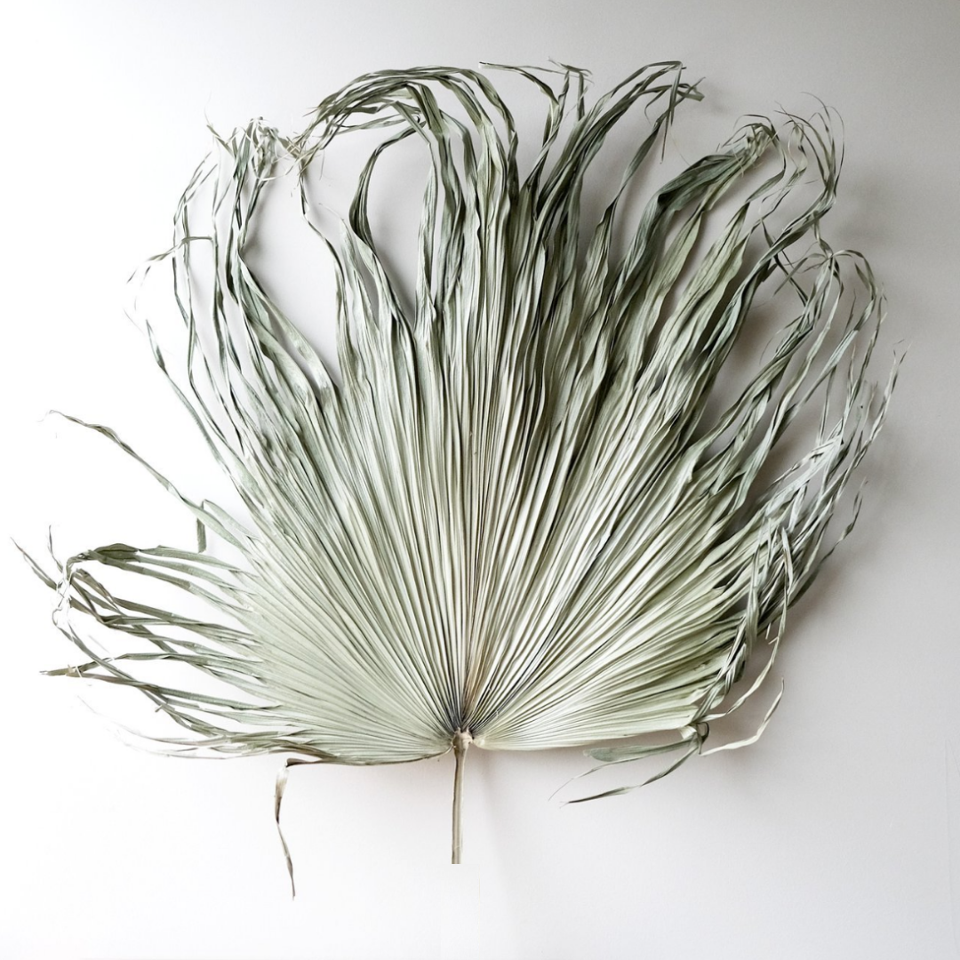 Dried Palm Leaf - Le Botanist