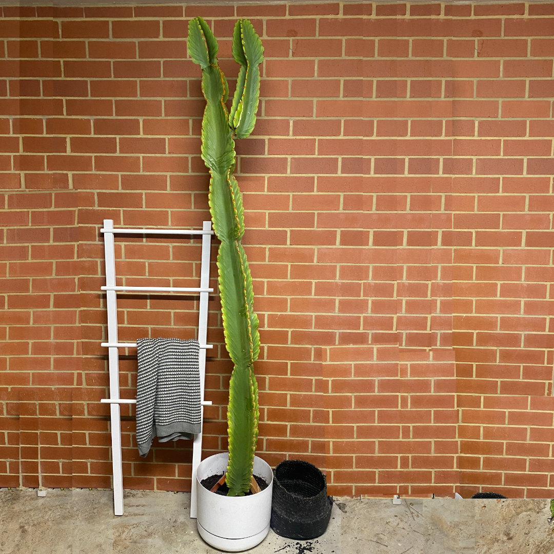 Euphorbia ingens - Candelabra Cactus - Le Botanist
