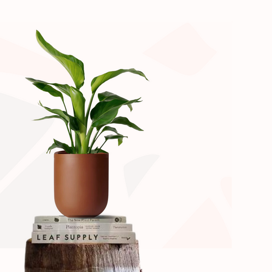 Strelitzia reginae - Bird of Paradise