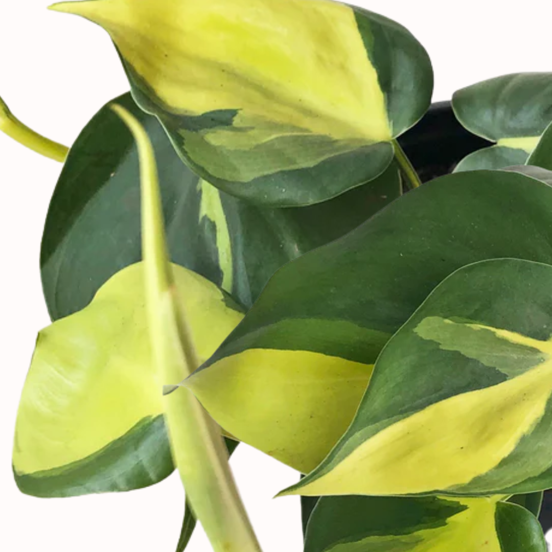 Philodendron hederaceum - Brasil