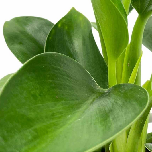 Philodendron selloum - Green Princess
