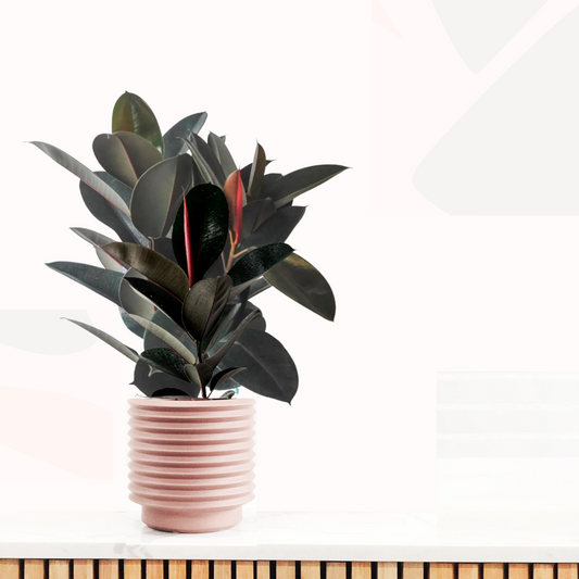 Ficus elastica - Burgundy (Rubber Tree)