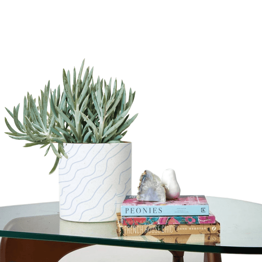 Senecio serpens - Blue Chalksticks - Le Botanist