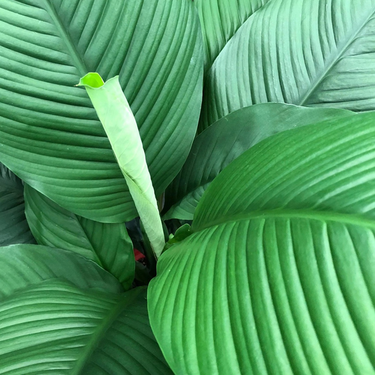 Spathiphyllum sensation (Peace Lily Sensation)