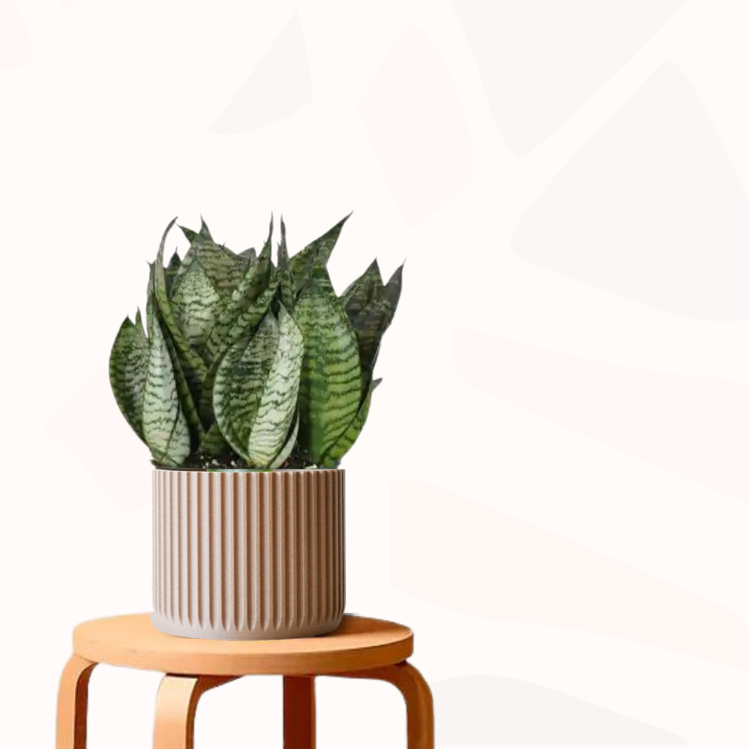 Sansevieria trifasciata 'Hahnii' - Dwarf Mother-in-law's tongue | Bird's Nest Sansevieria