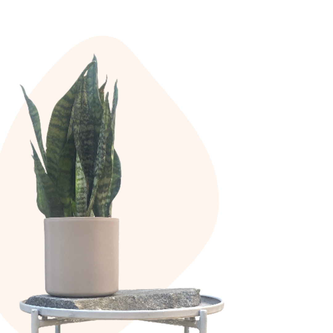 Sansevieria trifasciata - Mother-in-law's tongue (Robusta) - Le Botanist