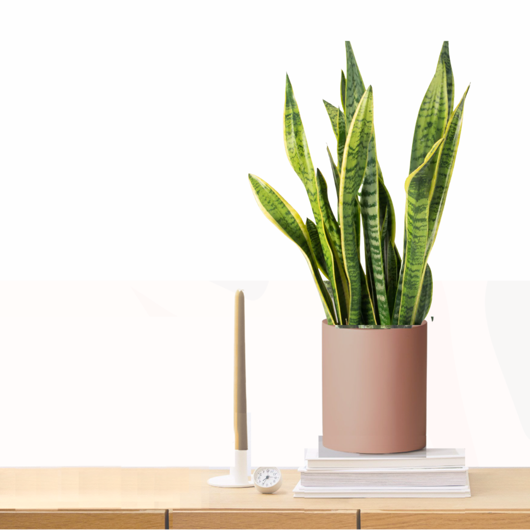 Sansevieria trifasciata 'Laurentii' - Variegated Mother-in-law's tongue